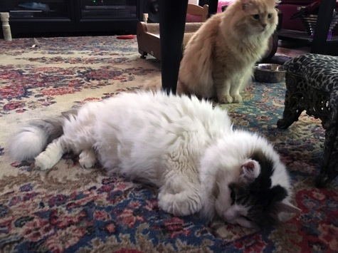 spencer with blitz under the table.jpg Spencer with blitz under the table